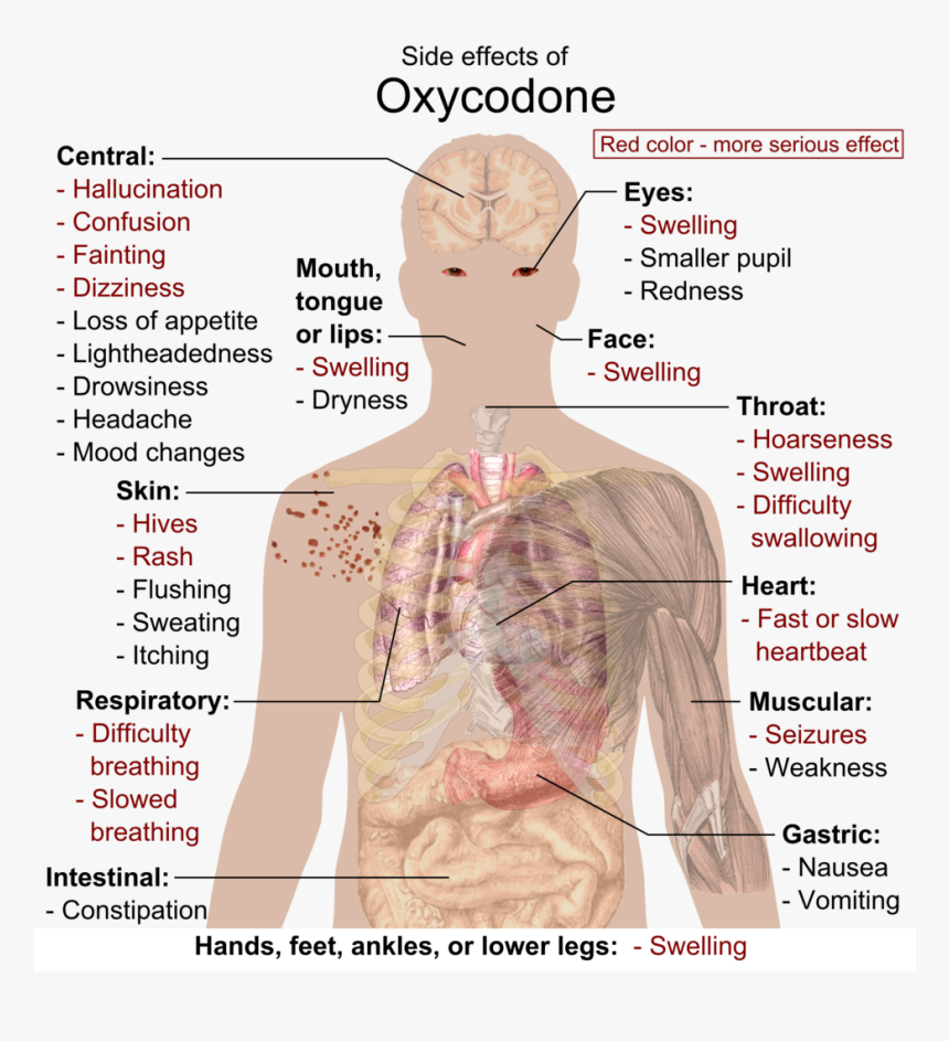 Oxycodone Effects, HD Png Download, Free Download