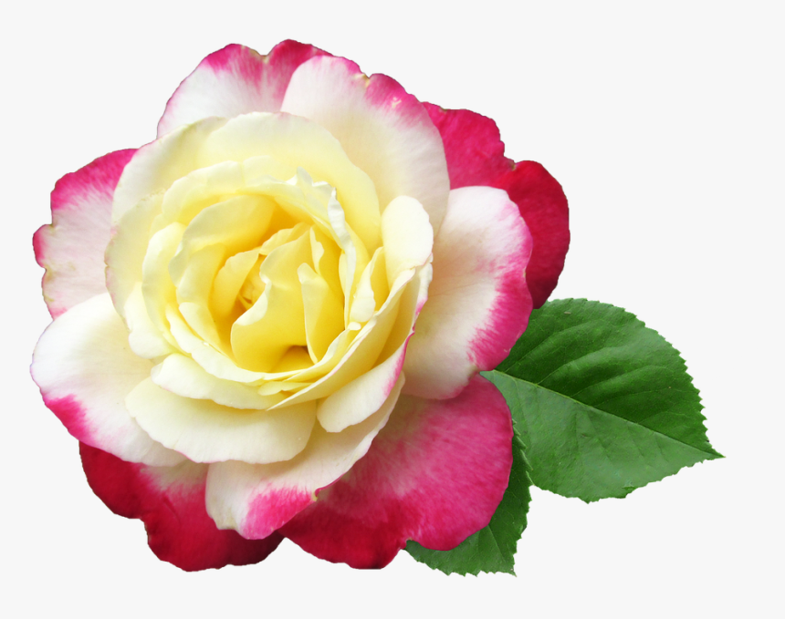 Garden Roses, HD Png Download, Free Download