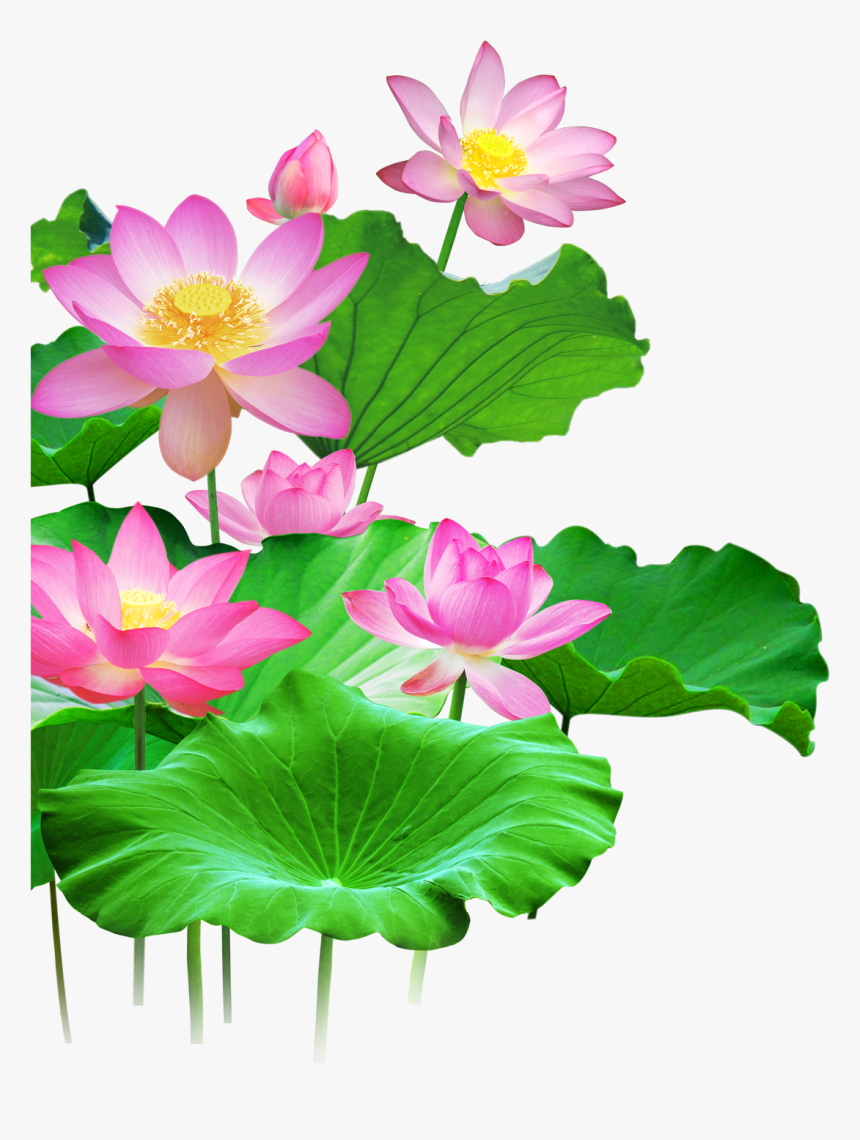 Clip Art Wall Transprent Png Free - Lotus Flower Png Free, Transparent Png, Free Download