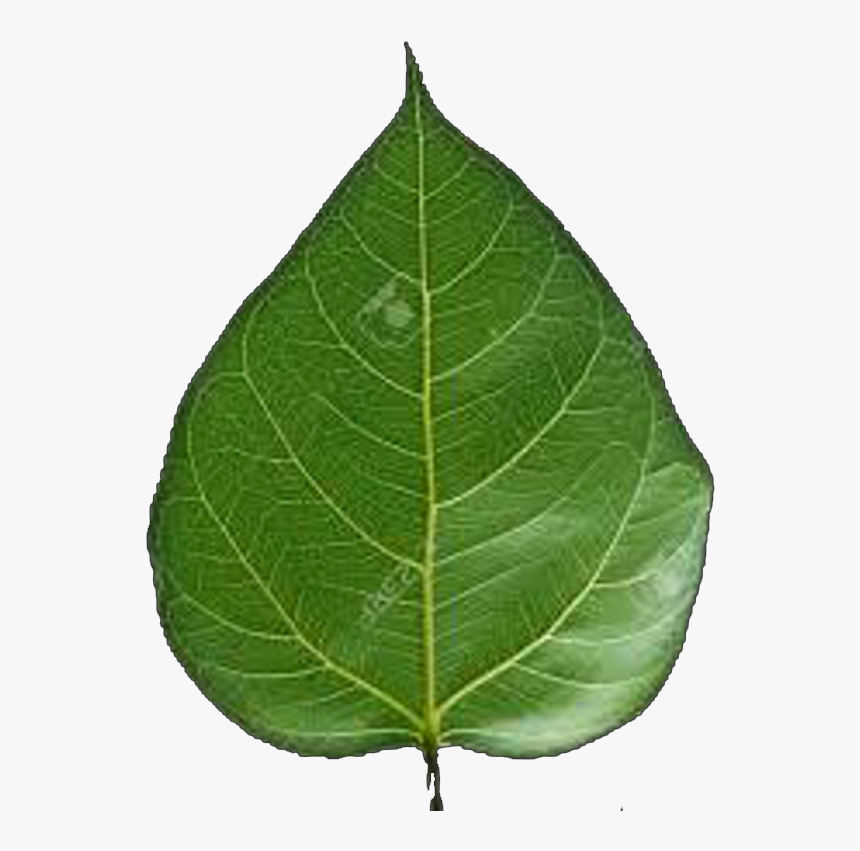 Transparent Peepal Leaf Png, Png Download, Free Download