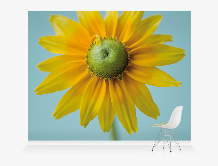Sunflower, HD Png Download, Free Download