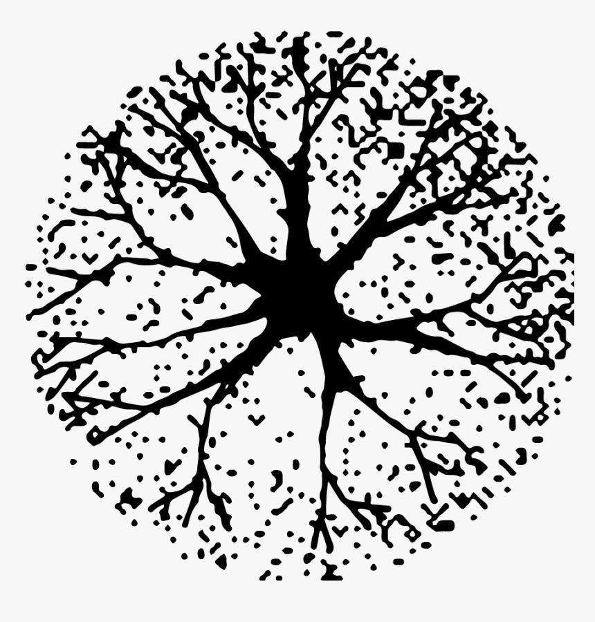 Plan Tree Drawing Png, Transparent Png, Free Download