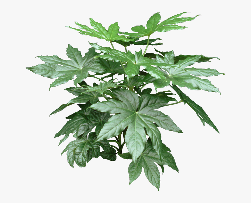 House Plant With Star Shaped Leaves, HD Png Download, Free Download