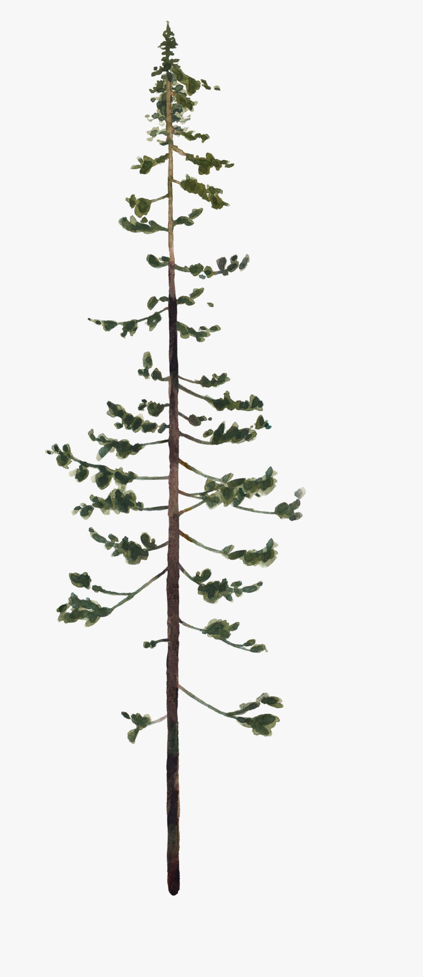 Oregon Pine, HD Png Download, Free Download