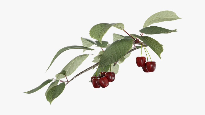 Cherry, Fruit, Transparent, A Branch - Frutti Di Bosco, HD Png Download, Free Download