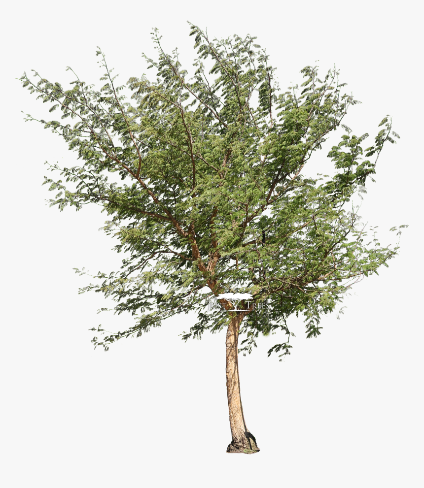 Gum Arabic Tree Png, Transparent Png, Free Download