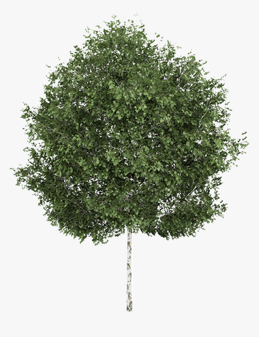 Silver Birch Tree Png, Transparent Png - kindpng