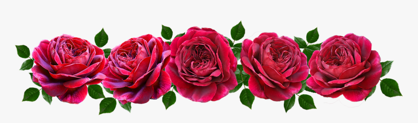 Flowers, Red, Roses, Romantic, Banner - Hybrid Tea Rose, HD Png Download, Free Download