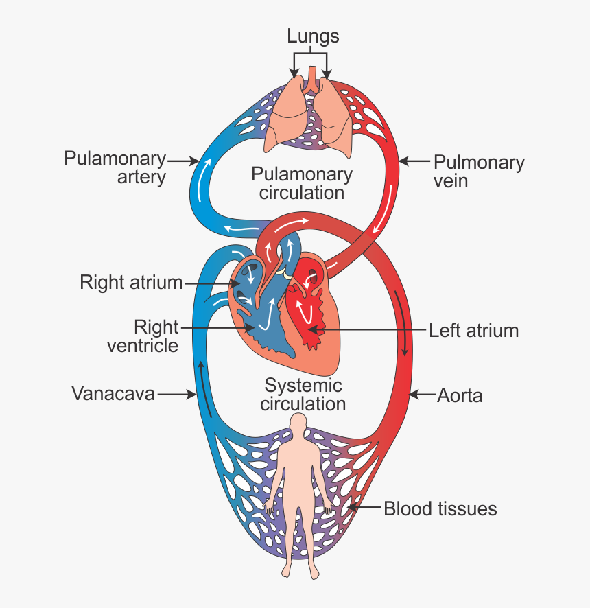 Double Circulation Of Blood, HD Png Download, Free Download