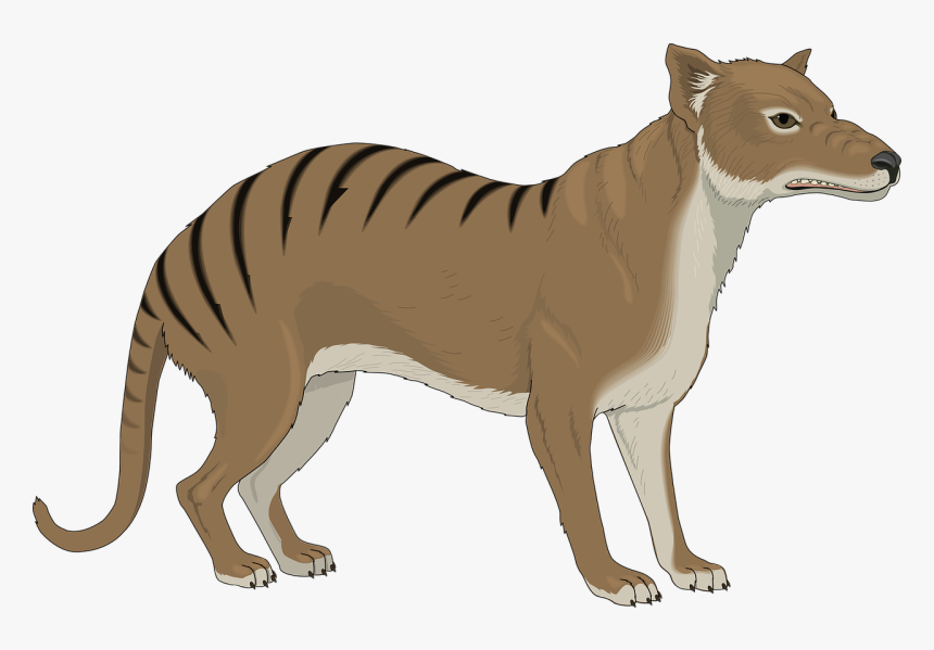 Angry, Stripes, Strange, Animal, Tail, Growl, Growling - Thylacine Clipart, HD Png Download, Free Download