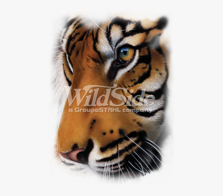 Transparent Tiger Face Png - Sumatran Tiger Profile, Png Download, Free Download