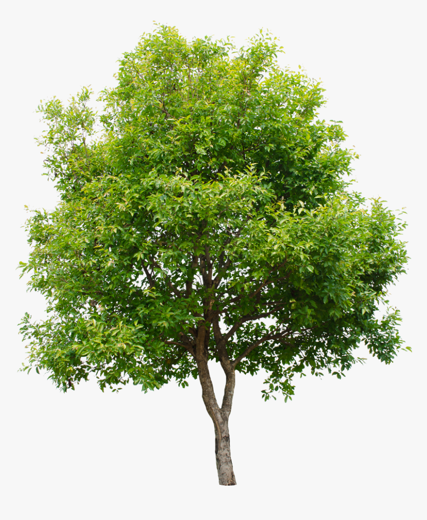 Tree, Isolated, Summer, Green, Garden, Decoration - Tree Png, Transparent Png, Free Download