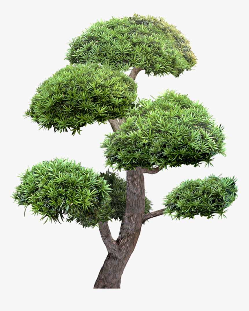 Umbrella Tree Garden Landscape Greening Download Free - Gambar Pohon Di Taman, HD Png Download, Free Download