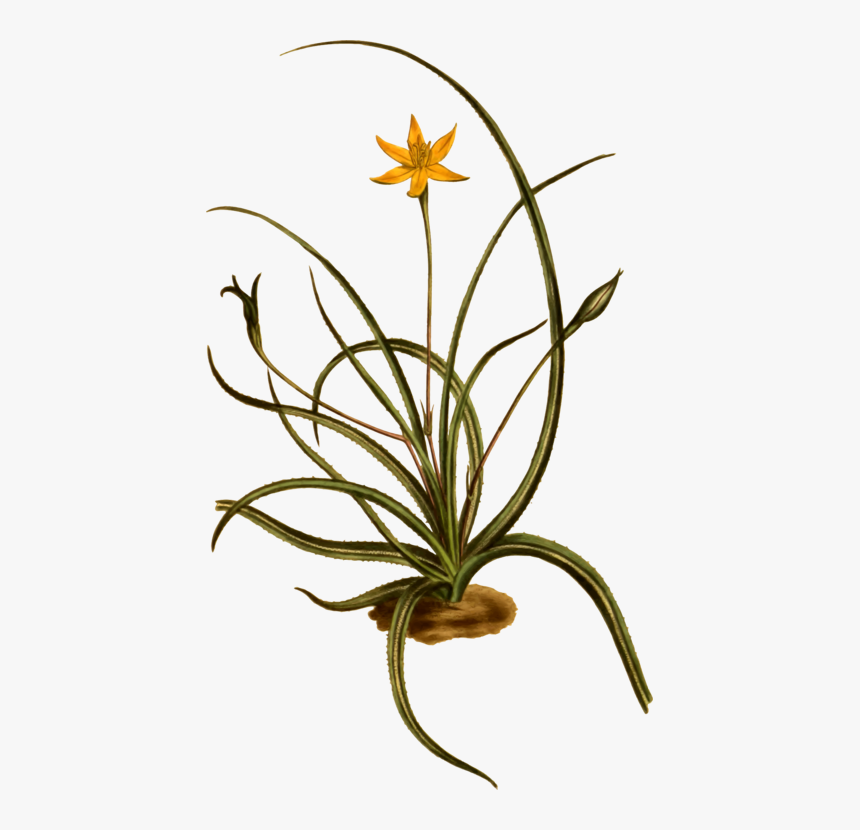 Lily Family, HD Png Download, Free Download
