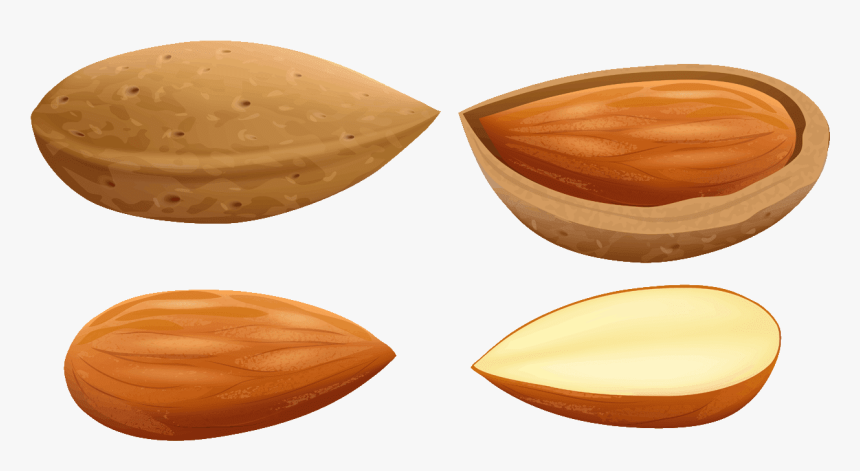 Almond Free To - Almonds Clipart, HD Png Download, Free Download