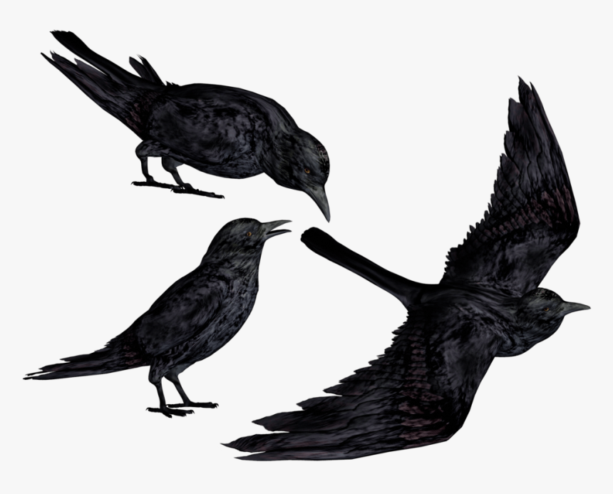 Black Crows Png Clipart , Png Download - Anime Crow Png, Transparent Png, Free Download