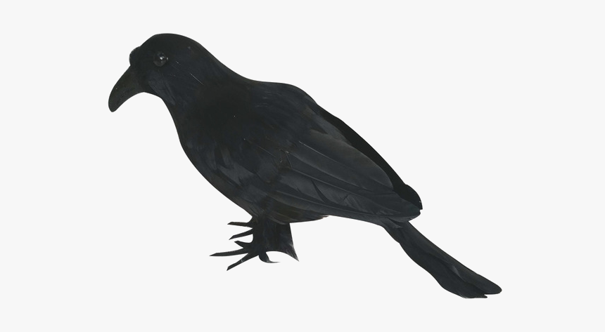 Halloween Crow Png Image - Black Crows Birds, Transparent Png, Free Download
