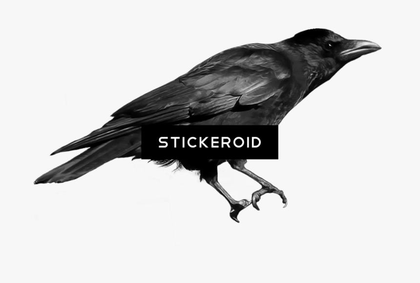 Crows , Png Download - Crow Sound Name In English, Transparent Png, Free Download