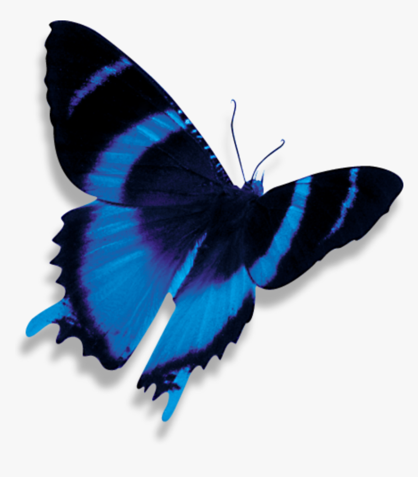 Transparent Blue Butterfly Png - Dark Blue Butterfly Png, Png Download, Free Download