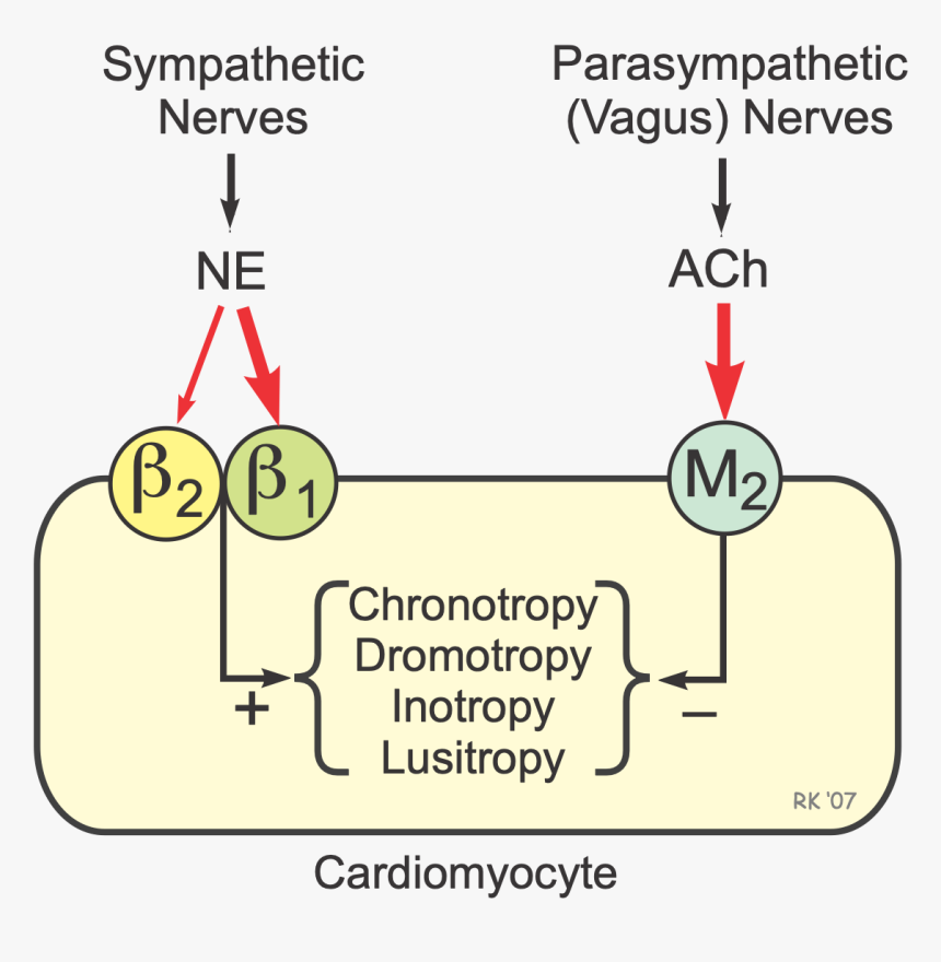 Cardiac Autonomic Receptors - Receptor Present In Heart, HD Png Download, Free Download