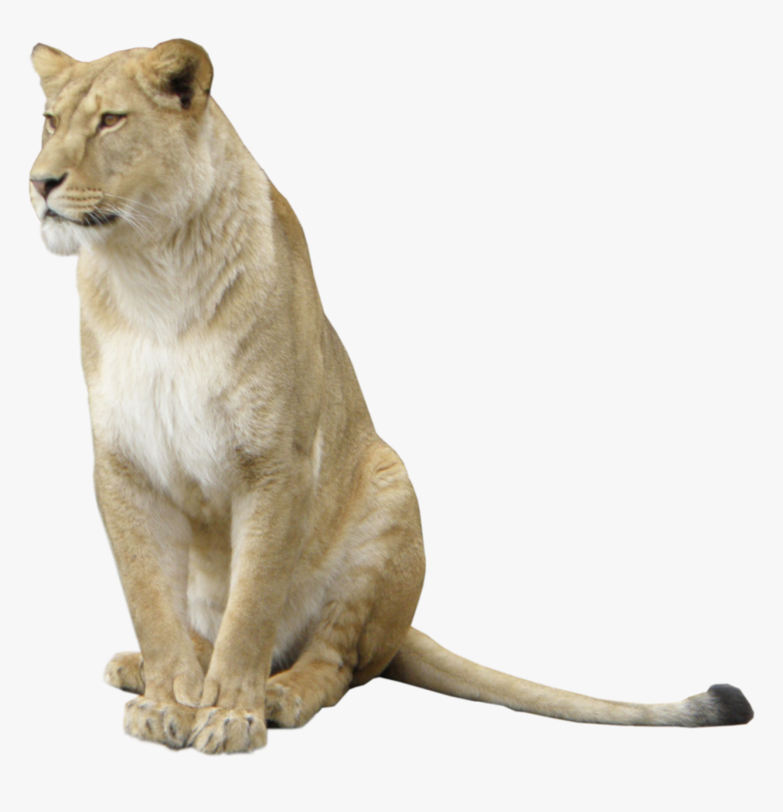 Lion Animal - Lioness Png, Transparent Png, Free Download