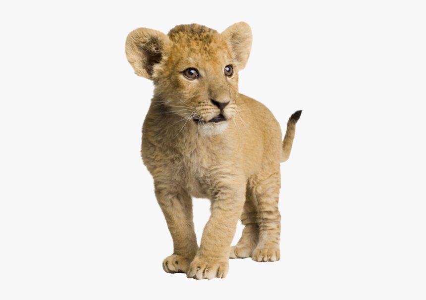 Com Lion Cub By Syl - Lion Cub Transparent Background, HD Png Download, Free Download
