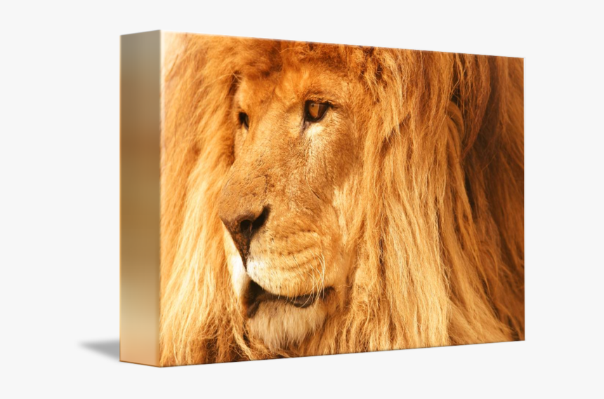 Clip Art Image Of A Lion - Masai Lion, HD Png Download, Free Download