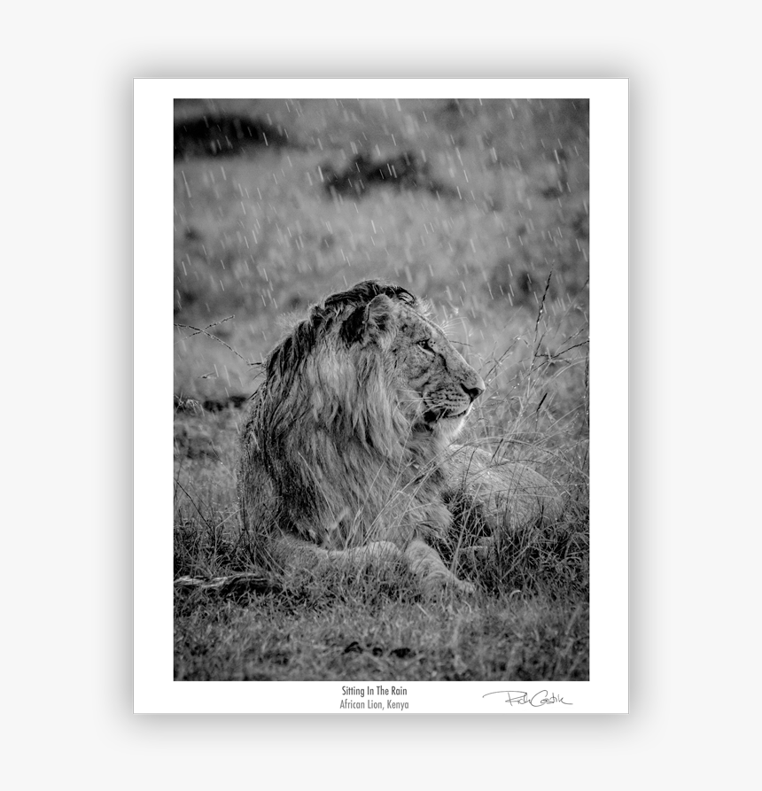 Masai Lion, HD Png Download, Free Download