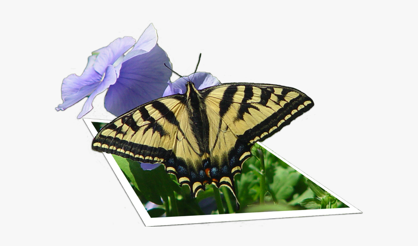 Photoshop 3d Image Of A Butterfly - Papilio Machaon, HD Png Download, Free Download