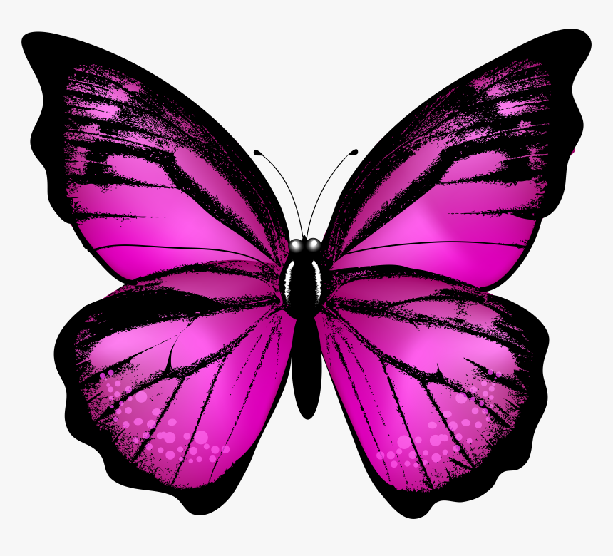 Png Images Of Butterfly, Transparent Png, Free Download