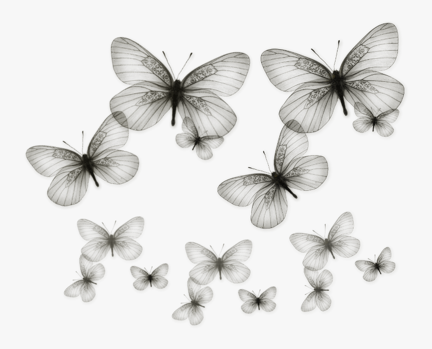 Black And White Butterfly Png - Transparent White Butterfly Png, Png Download, Free Download