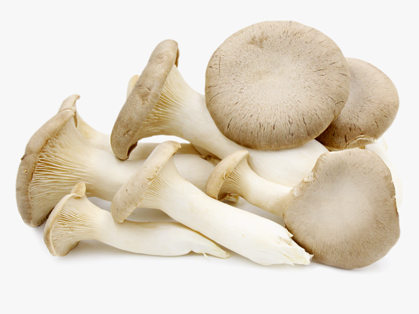 Mushroom Oyster, HD Png Download, Free Download