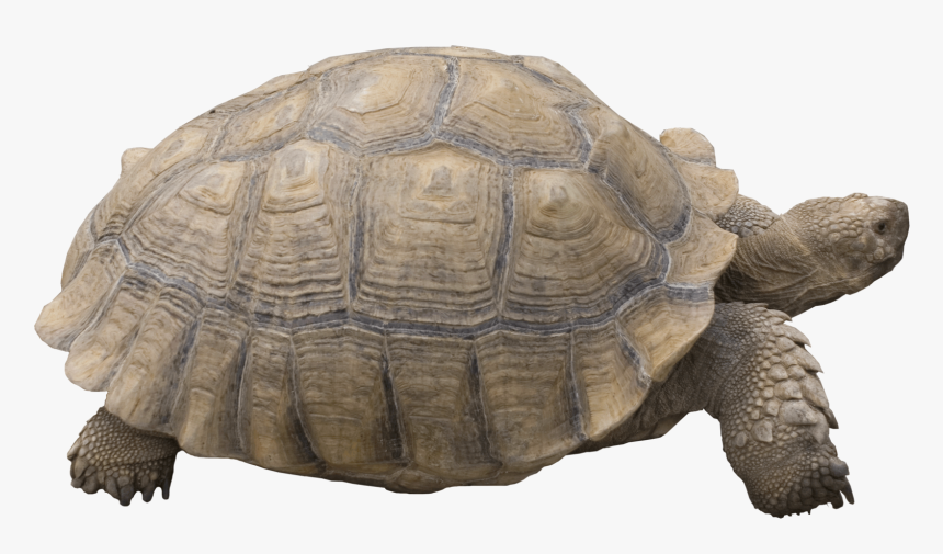 Graphic Royalty Free Download Png Transparent Images - Giant Tortoise No Background, Png Download, Free Download