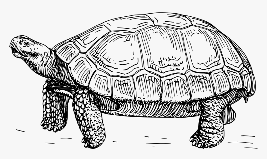 Tortoise - Diagram Of A Tortoise, HD Png Download, Free Download