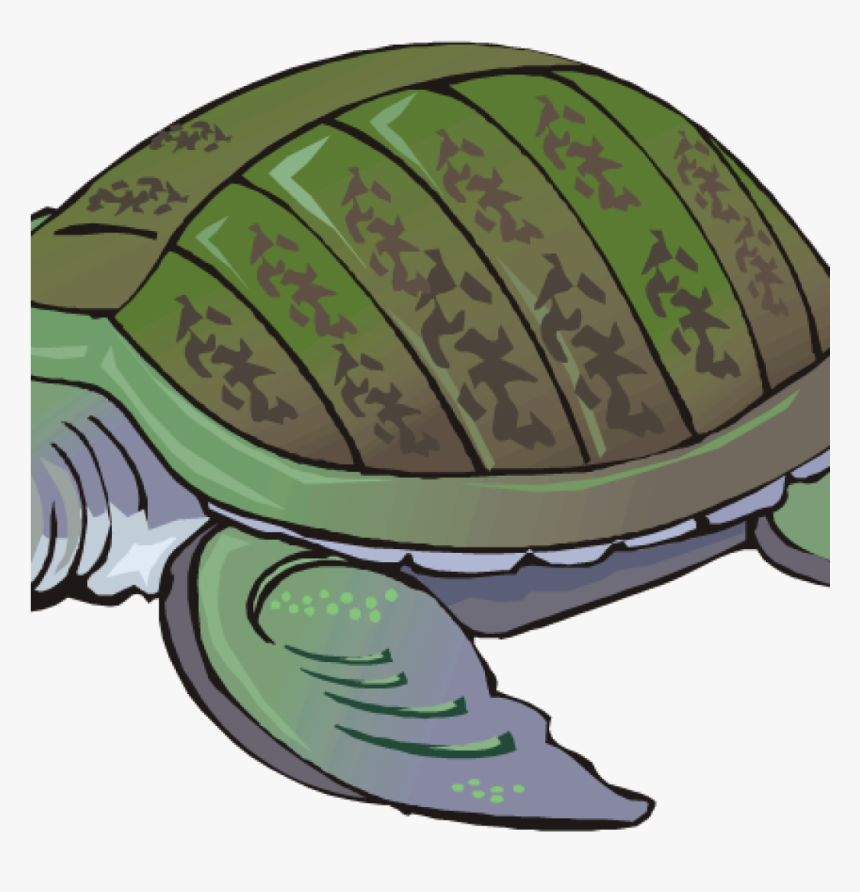 Clipart Turtle Free Turtle Clipart Clip Art For Students, HD Png Download, Free Download