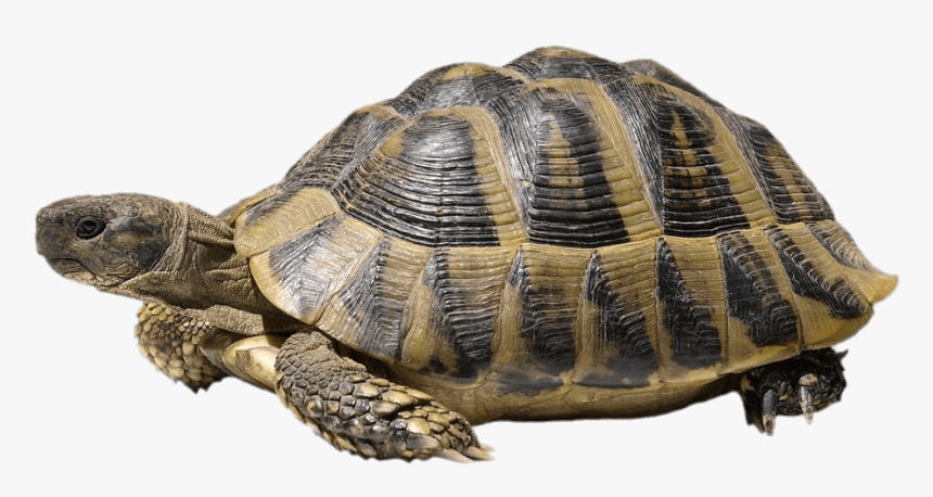 Hermann"s Tortoise - Moto Moto And His Friends, HD Png Download, Free Download