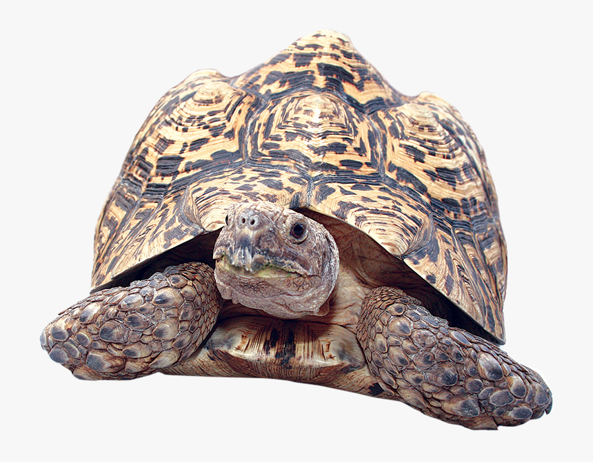 Clipart Turtle Gopher Tortoise - Gopher Tortoise No Background, HD Png Download, Free Download