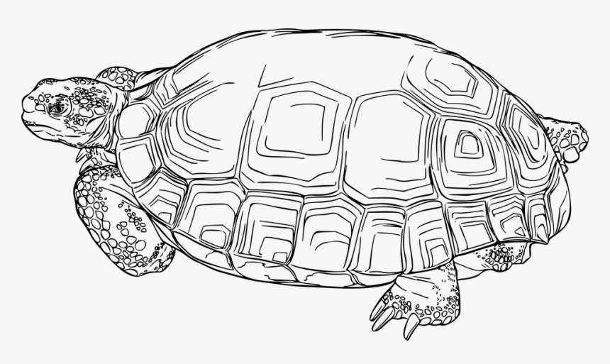 Animal Nature Reptile Tortoise Turtle - Tortoise Images Clip Art, HD Png Download, Free Download