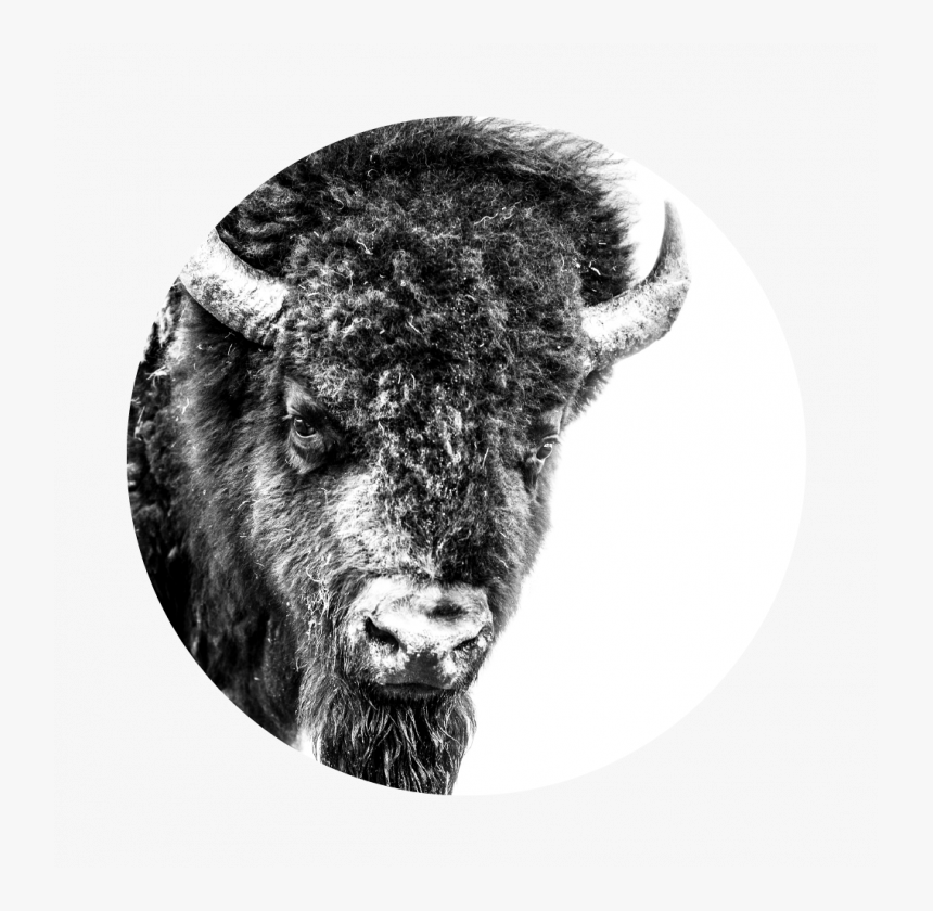 Bison - Black And White Bison Photography, HD Png Download, Free Download