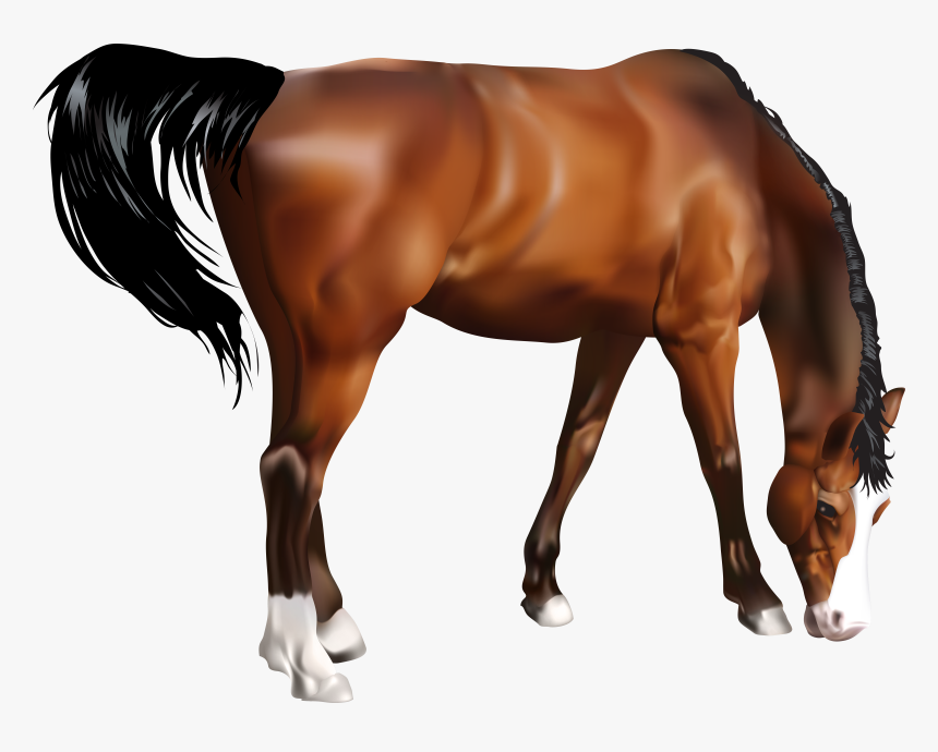 Horse Png Images , Png Download, Transparent Png, Free Download