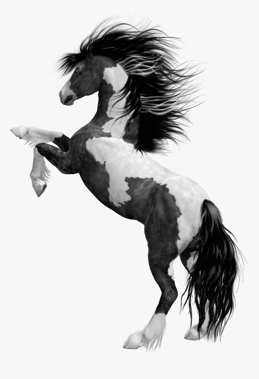 Black Horse Png Hd , Png Download - Png Of Black Horse, Transparent Png, Free Download