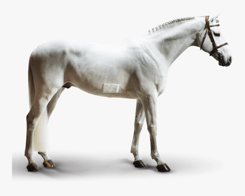 Alicante - Stallion, HD Png Download, Free Download