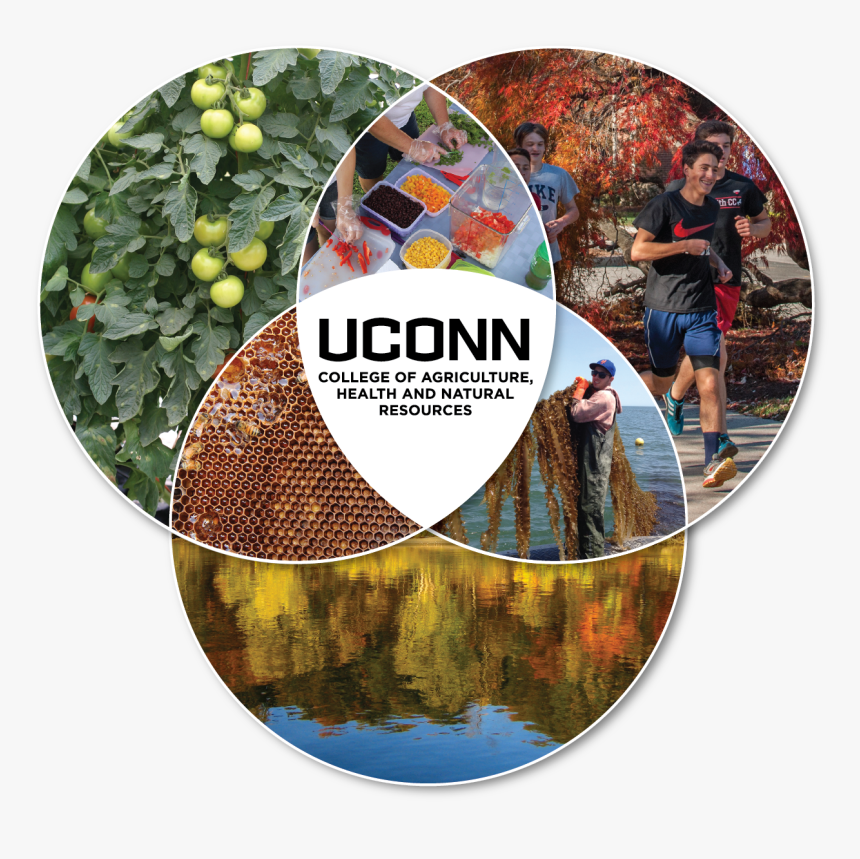 Food, Health And Sustainability Are The Three Program - University Of Connecticut, HD Png Download, Free Download