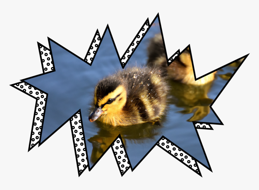 Mallard Ducks Chicks, HD Png Download, Free Download