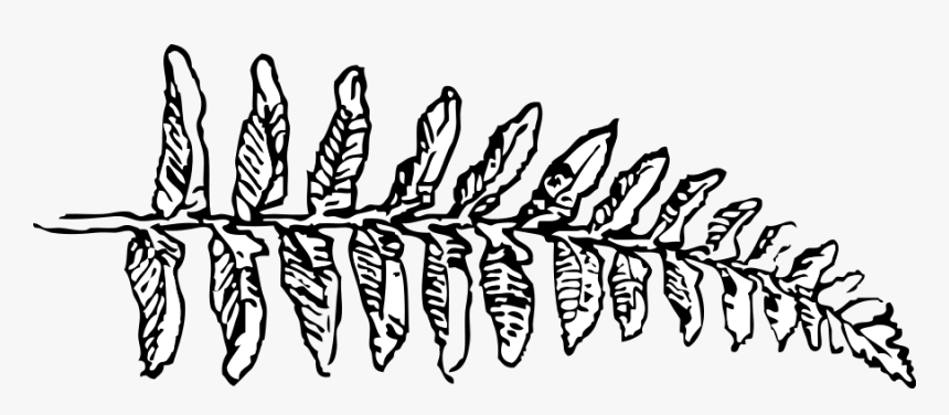 Fern Branch Clipart - Fern Black And White Clip Art, HD Png Download, Free Download