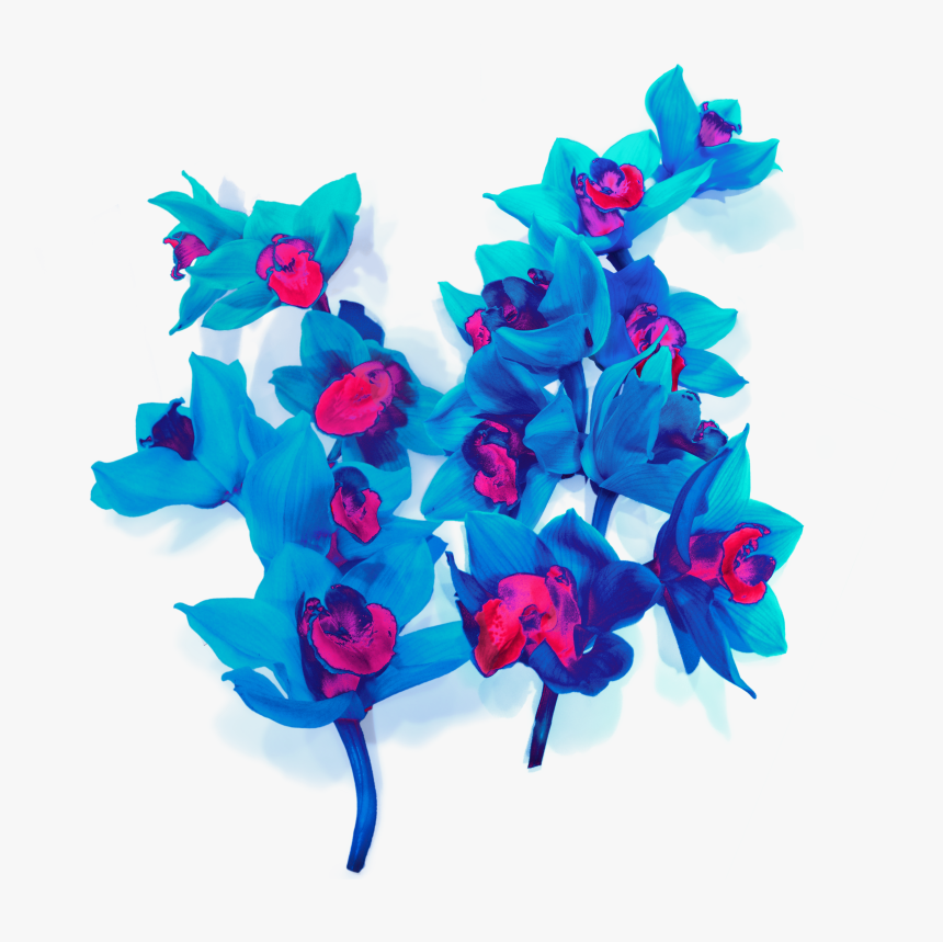 Blue Orkide Png, Transparent Png, Free Download