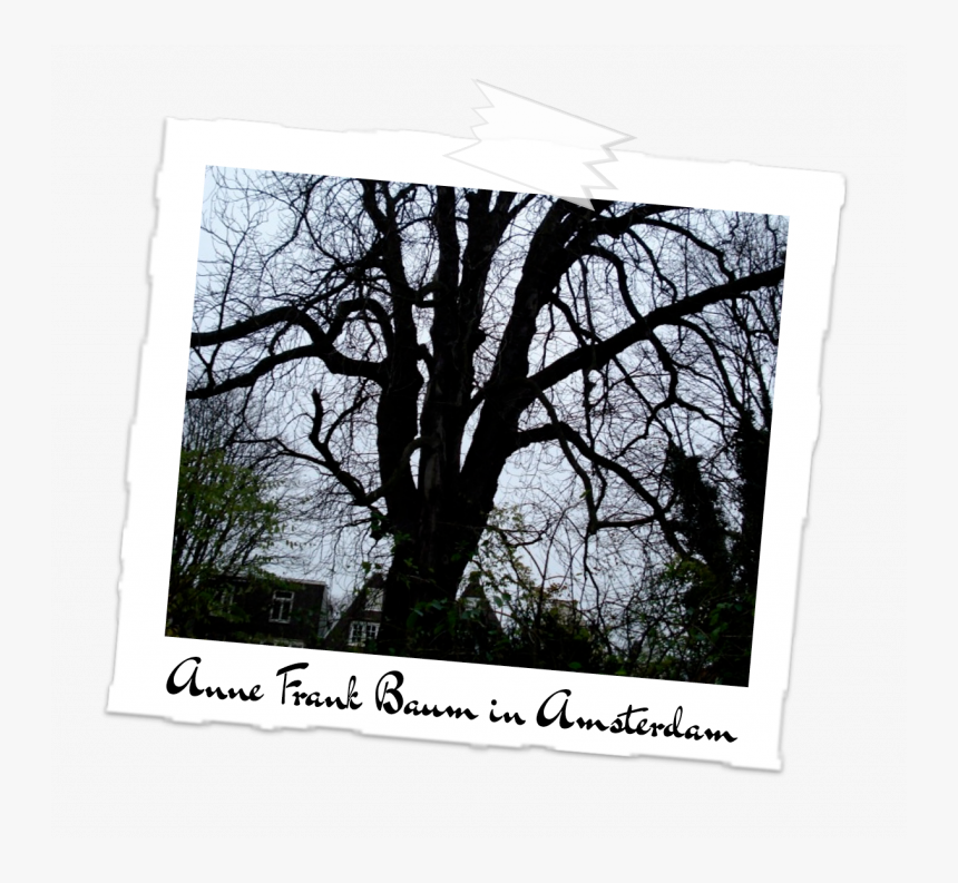 Anne Frank's Tree, HD Png Download, Free Download