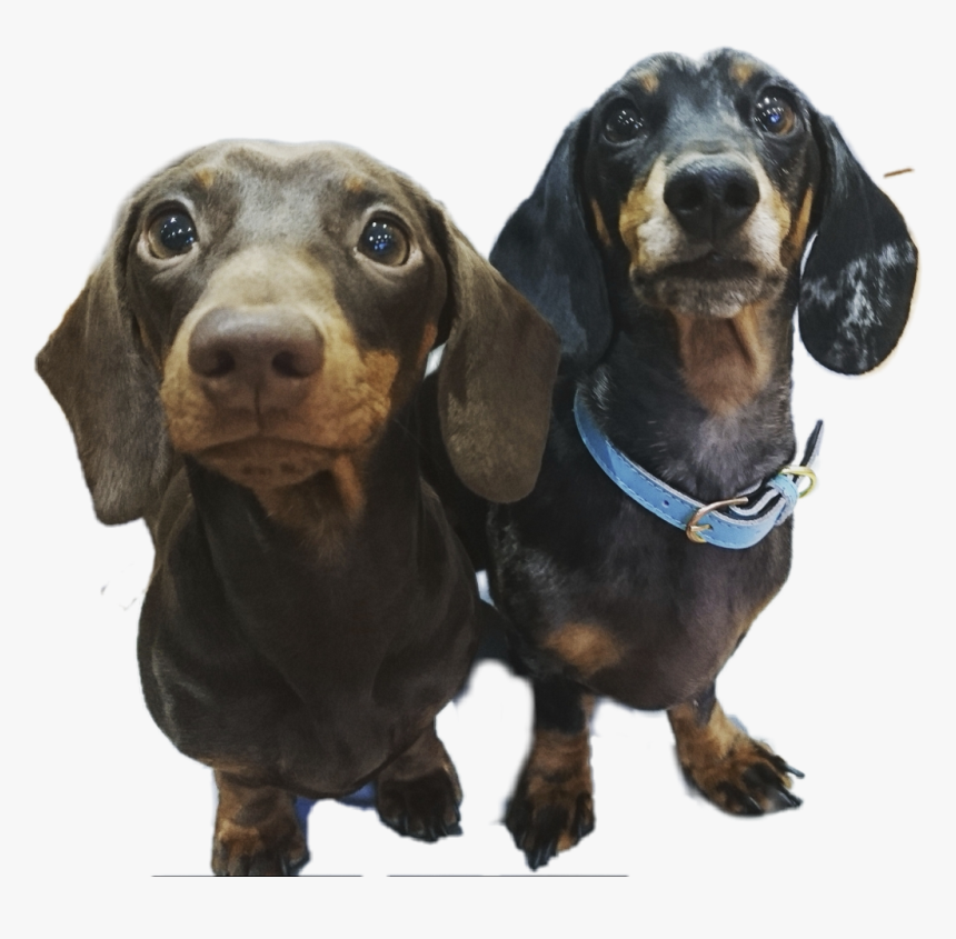 #dachshund #sausagedog #weinerdog #dog #dogsofinstagram - Dachshund, HD Png Download, Free Download