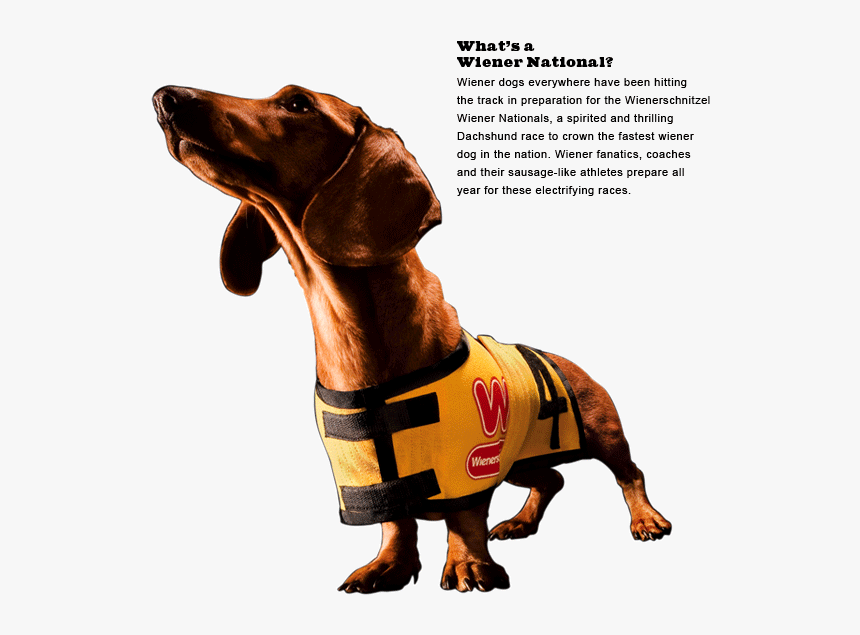 Wienernationals Main - Wiener Schnitzel Dog, HD Png Download, Free Download