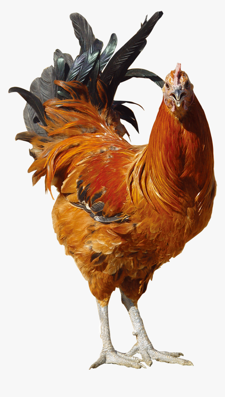 Transparent Chicken Animal, HD Png Download, Free Download